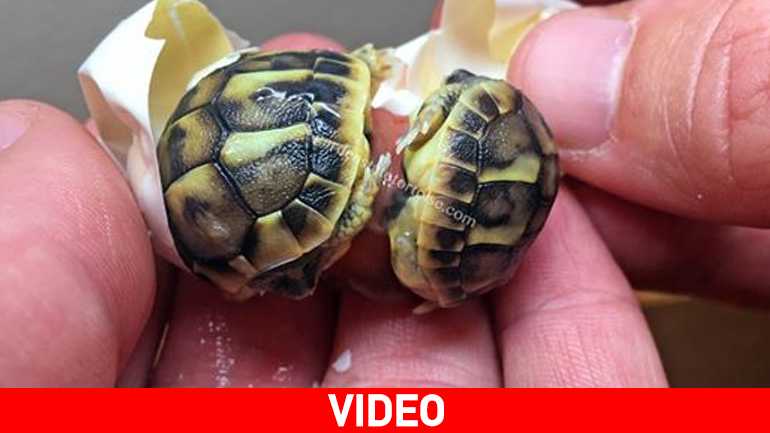 Γεννήθηκαν δίδυμα χελωνάκια!